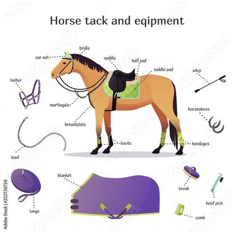 Vector collection with various elements of horse tack and equipment ...