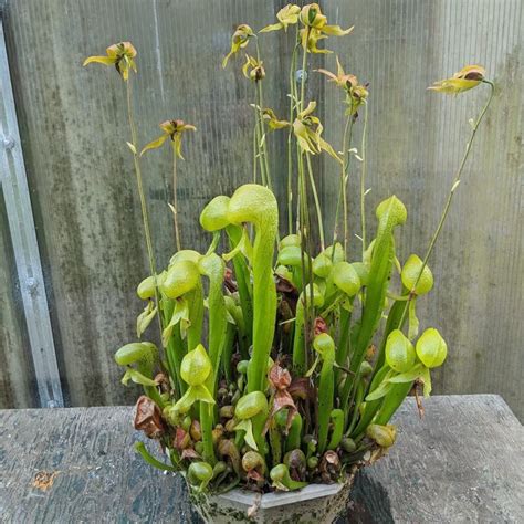 Cobra Pitcher Plant: Darlingtonia californica Care and Cultivation