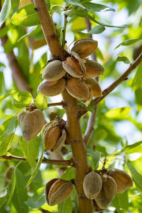 Ripe Almond Nuts and Flowers on Blossoming Almond Tree Stock Photo - Image of branch, full ...