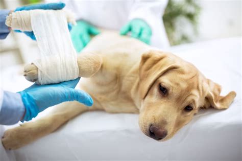 Caring For Your Dog After Surgery | Thornton Vets