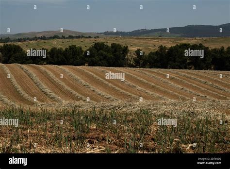 Desert Agriculture Photographed in the Negev Desert, Israel Stock Photo - Alamy