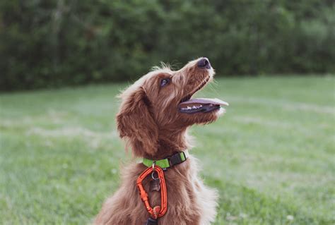 Best Training Dog Collars - A Complete Buyer's Guide