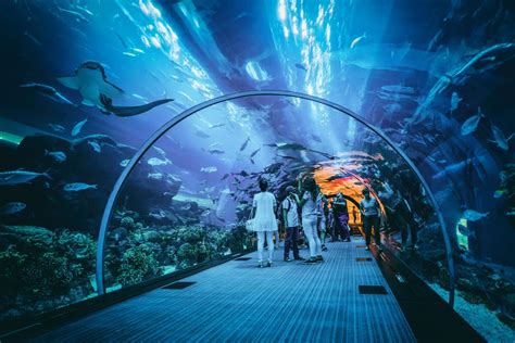 Dubai Aquarium • Emirados Árabes Unidos