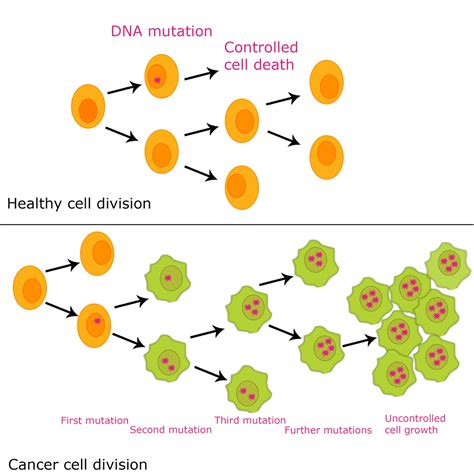 nanotechnology: Cell Division and Cancer