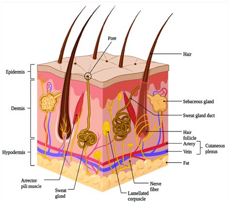 Schematic representation of basic human skin anatomy depicting the ...