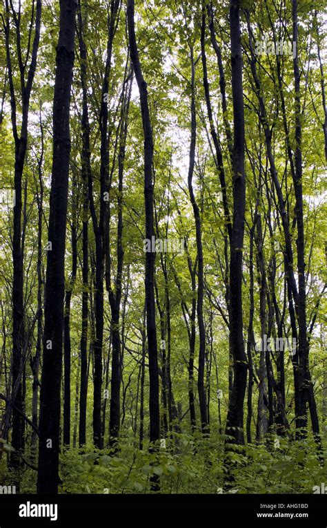 Tall thin trees in a forest Stock Photo - Alamy