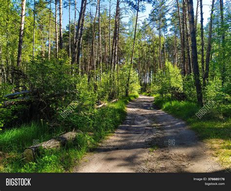 Image Summer Forest Image & Photo (Free Trial) | Bigstock