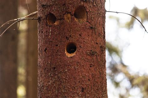 woodpecker house - Photo #1499 - motosha | Free Stock Photos