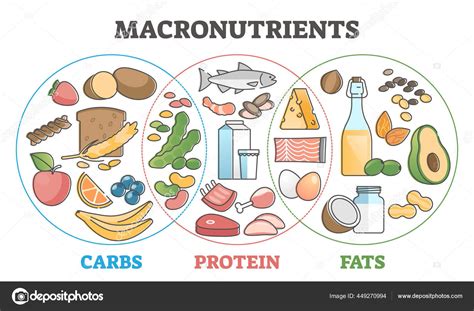 Macronutrients educational diet with carbs, protein and fats outline concept Stock Vector Image ...