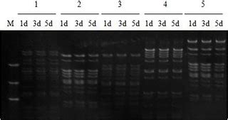 Construction and characterization of a bacterial artificial chromosome library for Gossypium ...