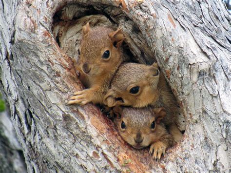 Squirrels create dens inside of trees of by using branches, twigs, and leaves in order to stay ...