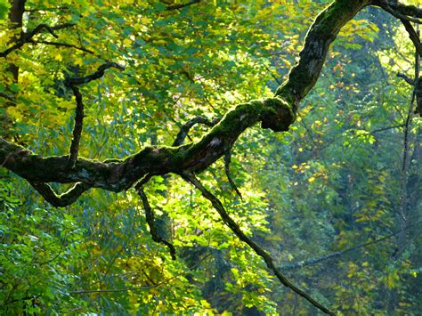 tree branch with leaves free image | Peakpx