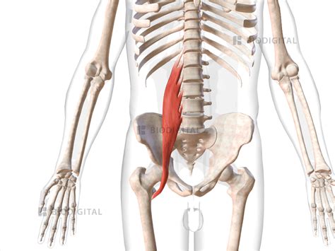 Right psoas major | BioDigital Anatomy