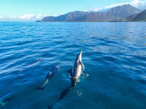 Where Can You Swim With Dolphins in Hawaii? - The Family Vacation Guide