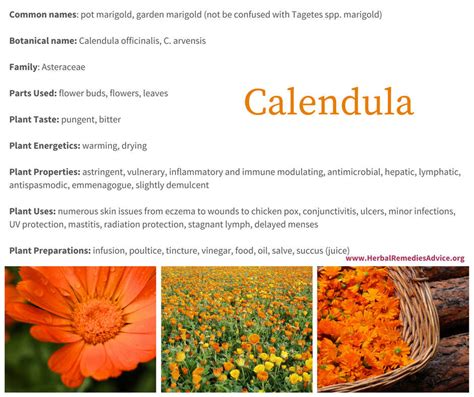 Calendula Benefits