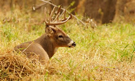 Midwest Whitetail Outfitters | Welcome to the land of the giants!