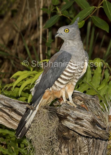 Best Photos of Australian Birds of Prey, Images of Raptors in Australia