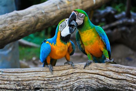 Macaw parrots stock photo. Image of redandgreen, aviary - 38328064