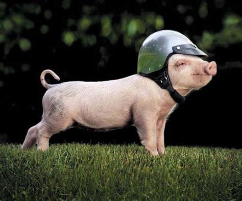 Safe Pig - MyConfinedSpace