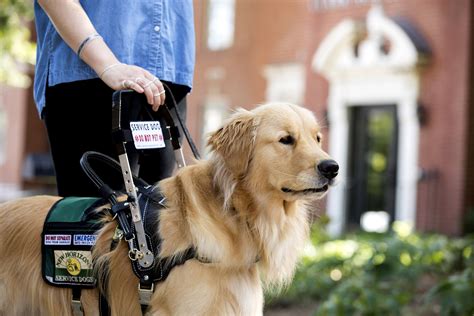 Service dog aids student’s mobility