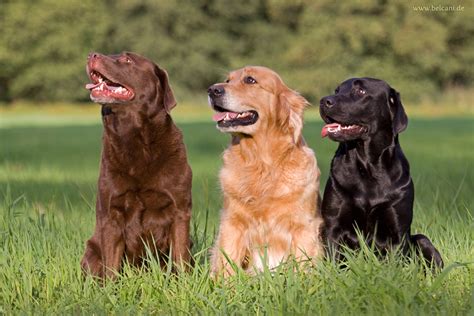 Cute Dogs: Golden Labrador Retrievers