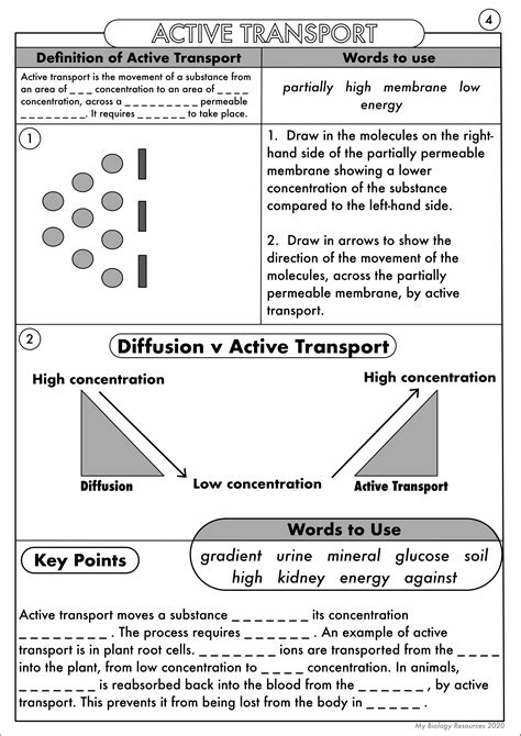 Transport In Cells Worksheet