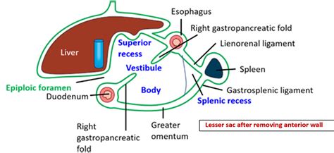 Greater Sciatic Foramen Contents Mnemonic