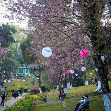 Assam Meghalaya border clash: Shillong Cherry blossom festival canceled ...