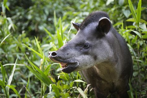 Brazilian Tapir Photograph by M. Watson - Fine Art America