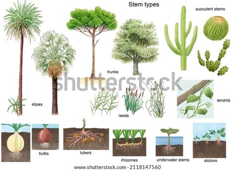 Plant stem types : 9 415 images, photos et images vectorielles de stock | Shutterstock