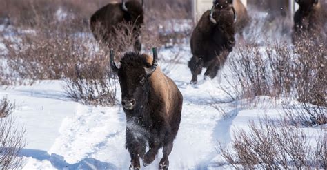 Wild Bison Return To Canada’s Oldest National Park After More Than A ...