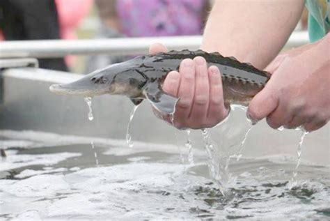 Identification of Critical Habitat for Atlantic Sturgeon - NASPS