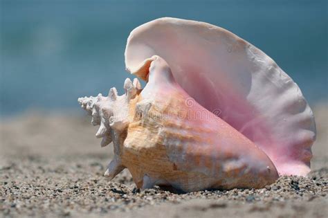 Conch shell on beach. Pink and white conch shell on sand , #AFF, #beach, #shell, #Conch, #Pink ...