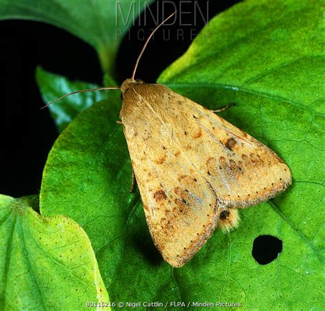 Cotton Bollworm stock photo - Minden Pictures