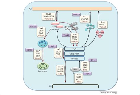 Tethering the assembly of SNARE complexes: Trends in Cell Biology