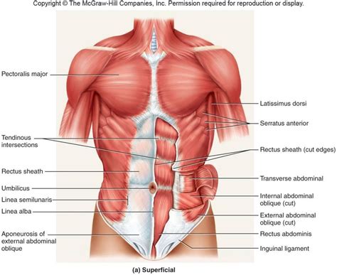 Chest Muscles Anatomy - Chest Anatomy What Are The Muscles And What Do They Do Openfit - One ...