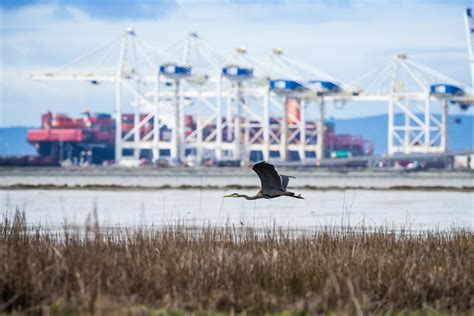 The fate of the Fraser River delta | Canadian Geographic