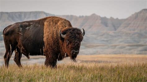 Buffalo Teeth