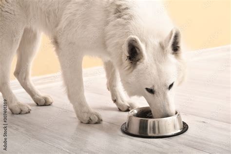 Cute funny dog eating food from bowl at home Stock Photo | Adobe Stock