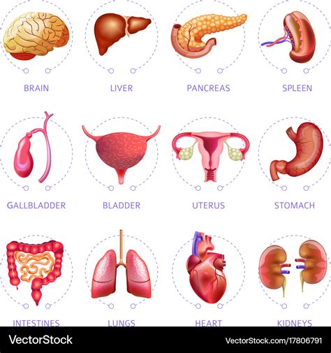 Human Organs In The Body