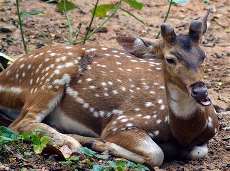 Chital deer - Free Image by Pavan Prasad on PixaHive.com