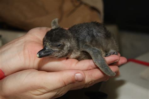 Popular chicks: Baby penguins hatch, Aquarium of the Pacific turns on ...