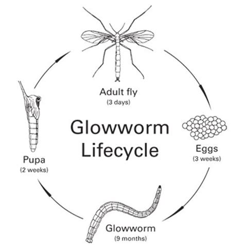 fungus gnat larvae life cycle - Erlinda Carman