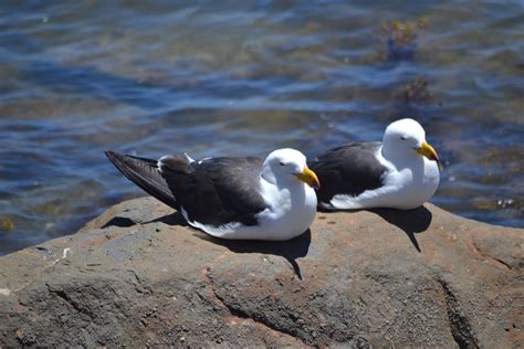 Free Images : sea, bird, seabird, wildlife, beak, fauna, puffin ...