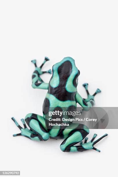 183 Green And Black Poison Dart Frog Stock Photos, High-Res Pictures, and Images - Getty Images