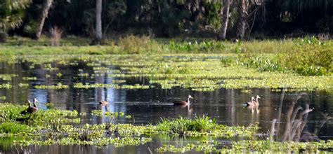 FWC Celebrates 75 Years of Wildlife Management Area Conservation ...