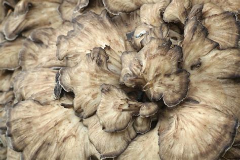 The Maitake Mushroom: Identification, Foraging, Lookalikes - Mushroom Appreciation