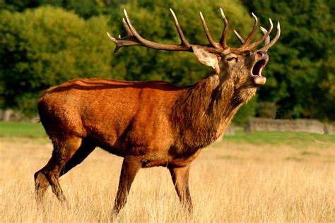 Animaux sauvages à l'état de liberté - La Fondation Droit Animal ...