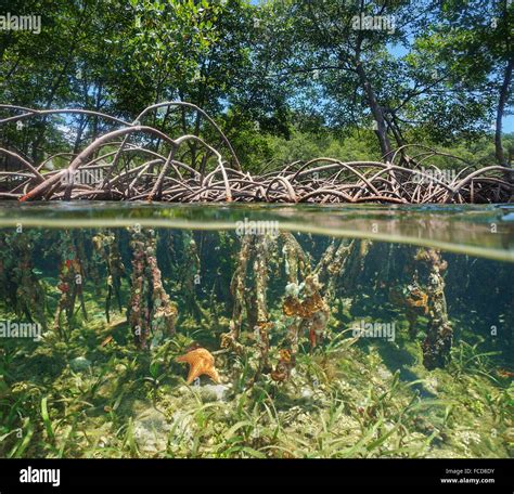 Underwater in mangrove tree roots hi-res stock photography and images ...