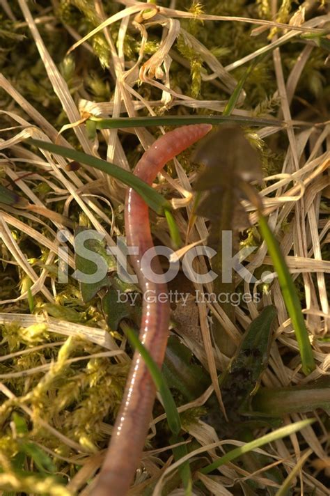 The Worm That Turned Stock Photo | Royalty-Free | FreeImages